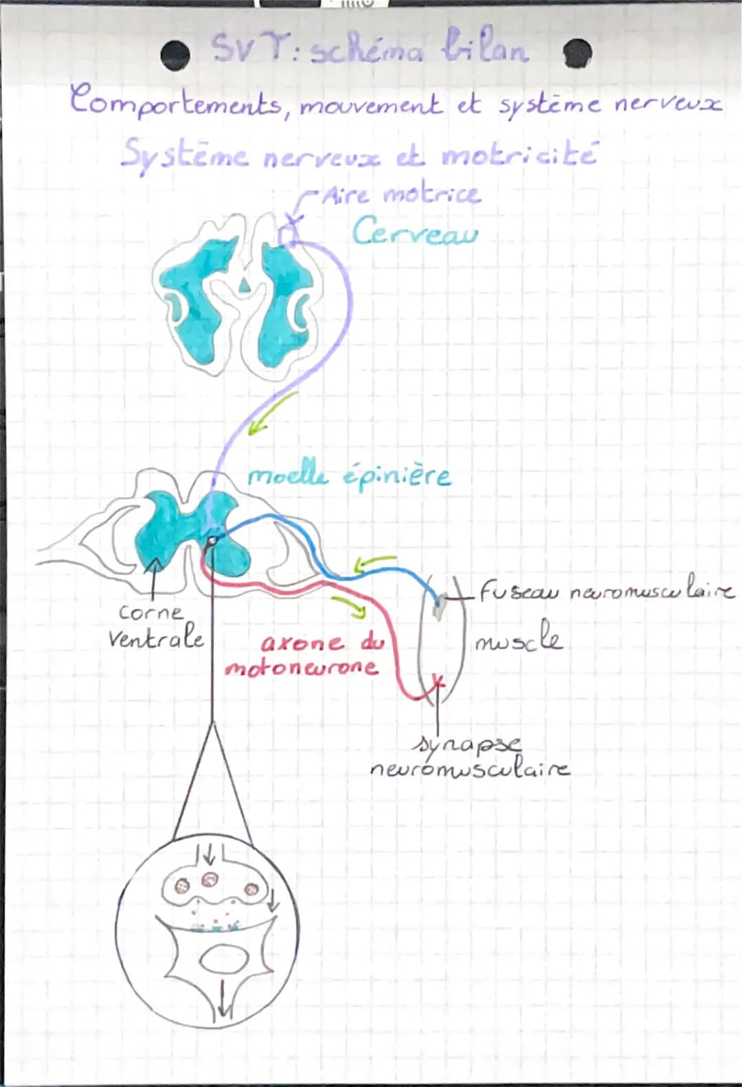 SVT:schema bilan
Comportements, mouvement et système nerveux
Système nerveux et motricité
Aire motrice
Cerveau
{}
Corne
Ventrale
moelle épin