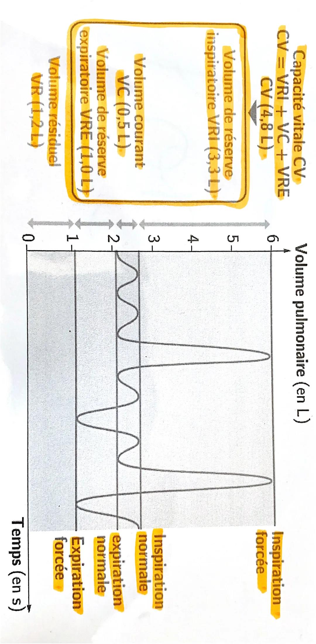 # da Spirométrie :
exploration Ponchionnelle respiratoire
do spirometrie :
L↳ mesure de la capacité respirotaire
d'un individu

Principe :

