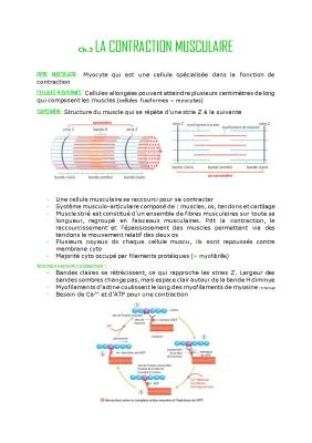 Know La contraction musculaire thumbnail