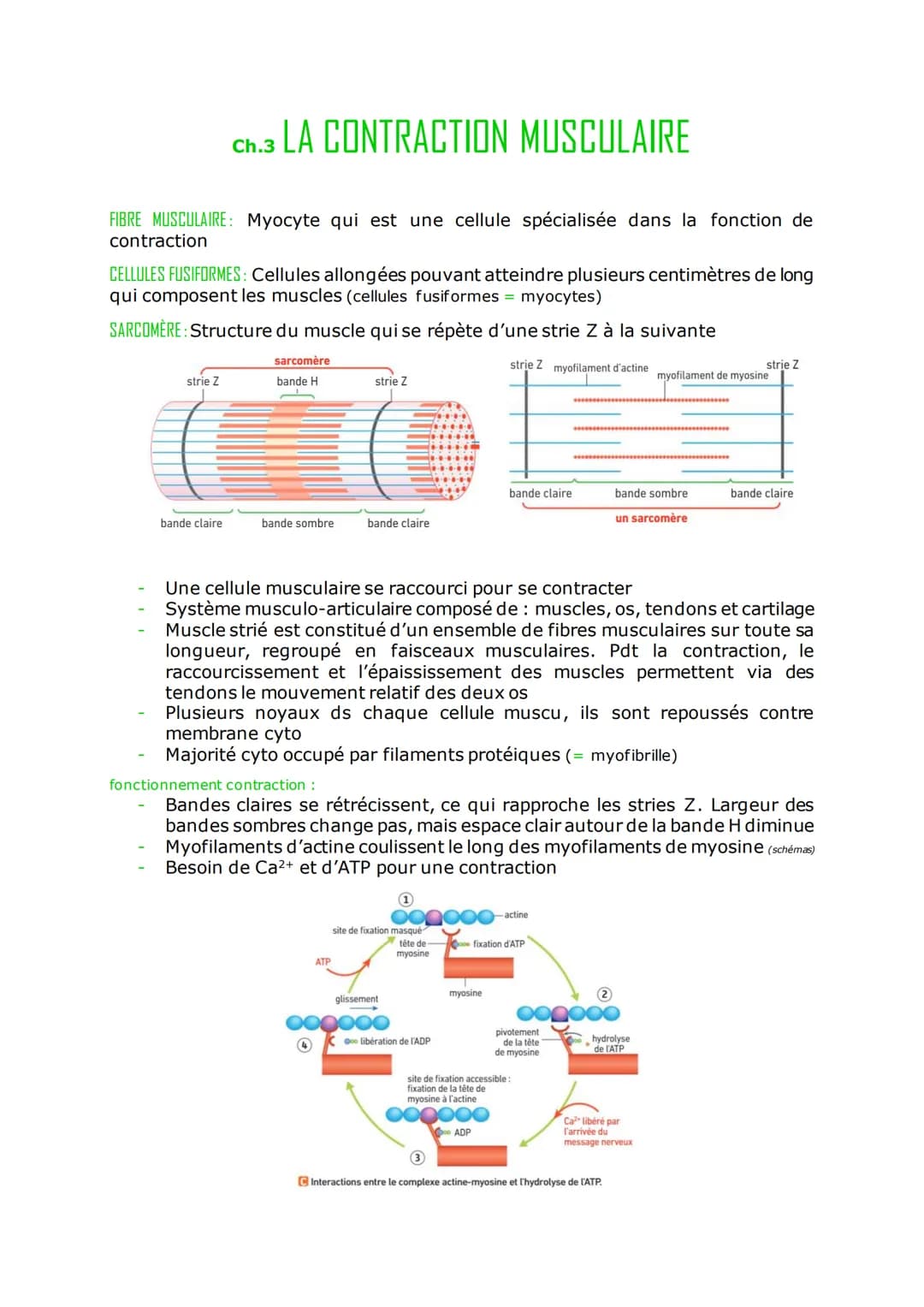 Ch.3 LA CONTRACTION MUSCULAIRE
FIBRE MUSCULAIRE: Myocyte qui est une cellule spécialisée dans la fonction de
contraction
CELLULES FUSIFORMES