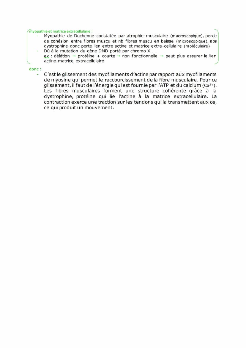 Ch.3 LA CONTRACTION MUSCULAIRE
FIBRE MUSCULAIRE: Myocyte qui est une cellule spécialisée dans la fonction de
contraction
CELLULES FUSIFORMES