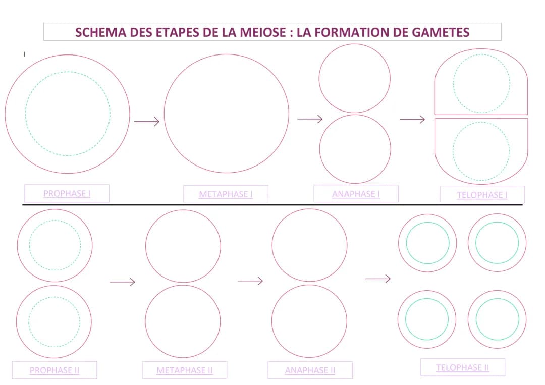 Schéma méiose à compléter 