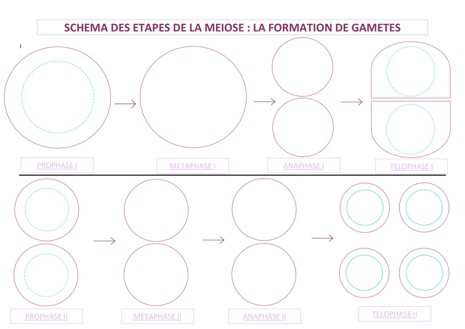 1
SCHEMA DES ETAPES DE LA MEIOSE : LA FORMATION DE GAMETES
PROPHASE I
PROPHASE II
00-88
METAPHASE I
METAPHASE II
ANAPHASE I
OO
ANAPHASE II
↑