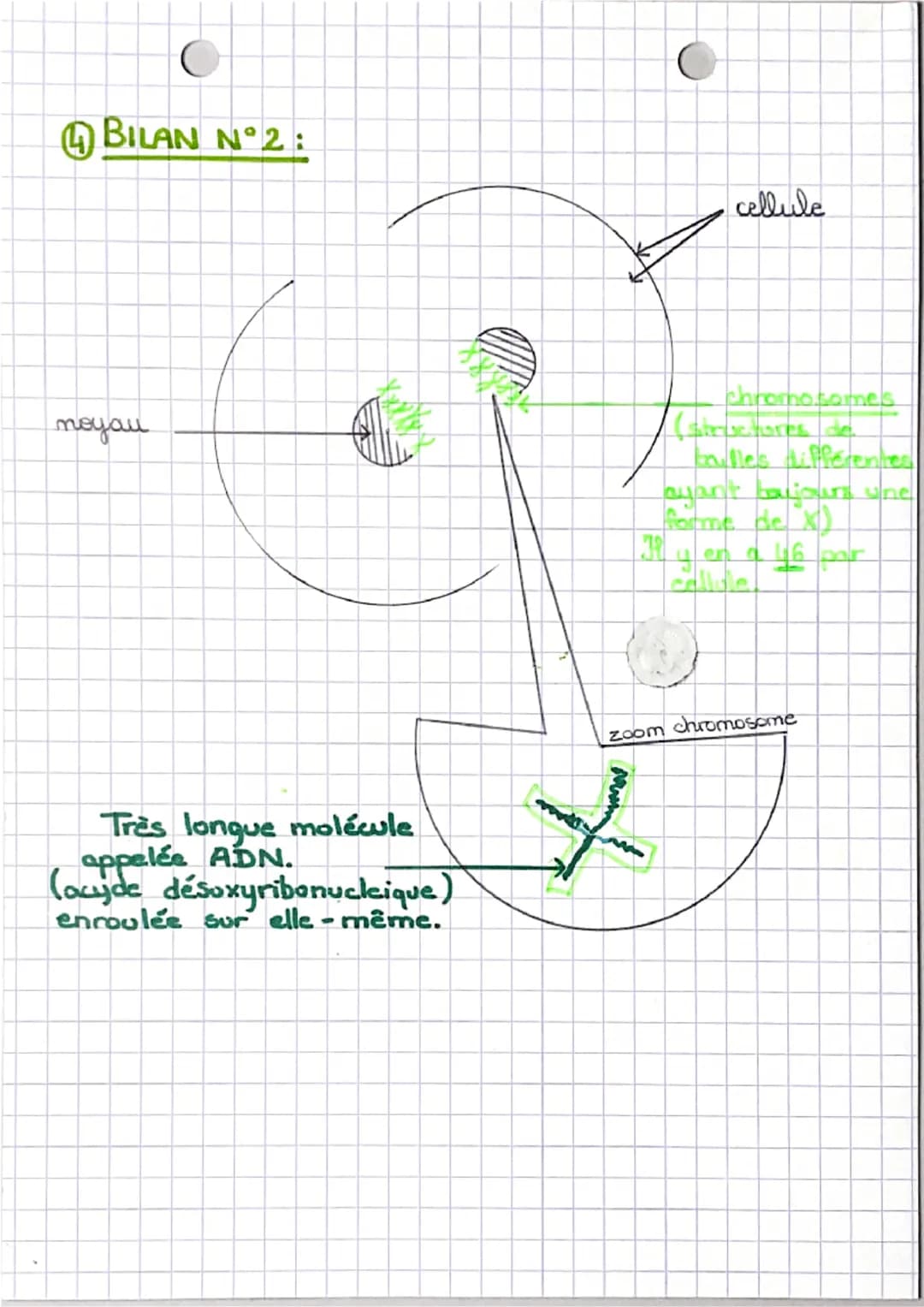 OCHAPITRE 1 O
DIFFERENCES ET RESSEMBLANCES
ENTRE LES ÊTRES HUMAINS
DEFINITION
GENOTYPE: Ensemble des caractères héréditaires.
2 SCHEMA: CELL