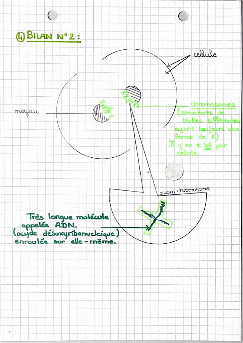 OCHAPITRE 1 O
DIFFERENCES ET RESSEMBLANCES
ENTRE LES ÊTRES HUMAINS
DEFINITION
GENOTYPE: Ensemble des caractères héréditaires.
2 SCHEMA: CELL