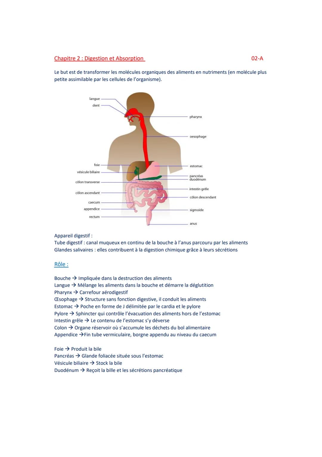 Chapitre 2: Digestion et Absorption
Le but est de transformer les molécules organiques des aliments en nutriments (en molécule plus
petite a
