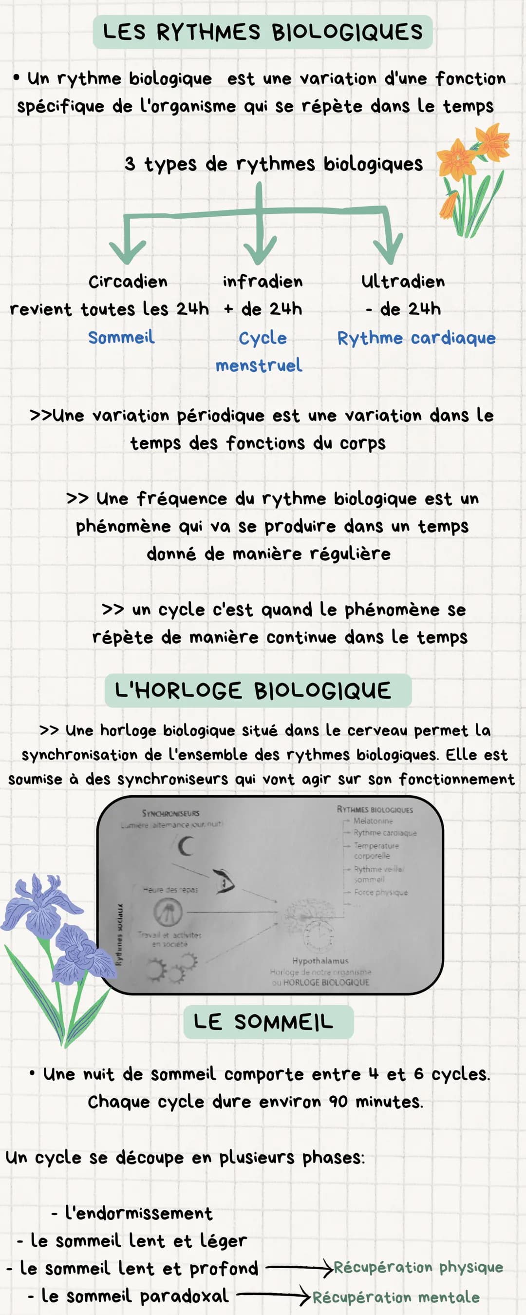 LES RYTHMES BIOLOGIQUES
• Un rythme biologique est une variation d'une fonction
spécifique de l'organisme qui se répète dans le temps
3 type