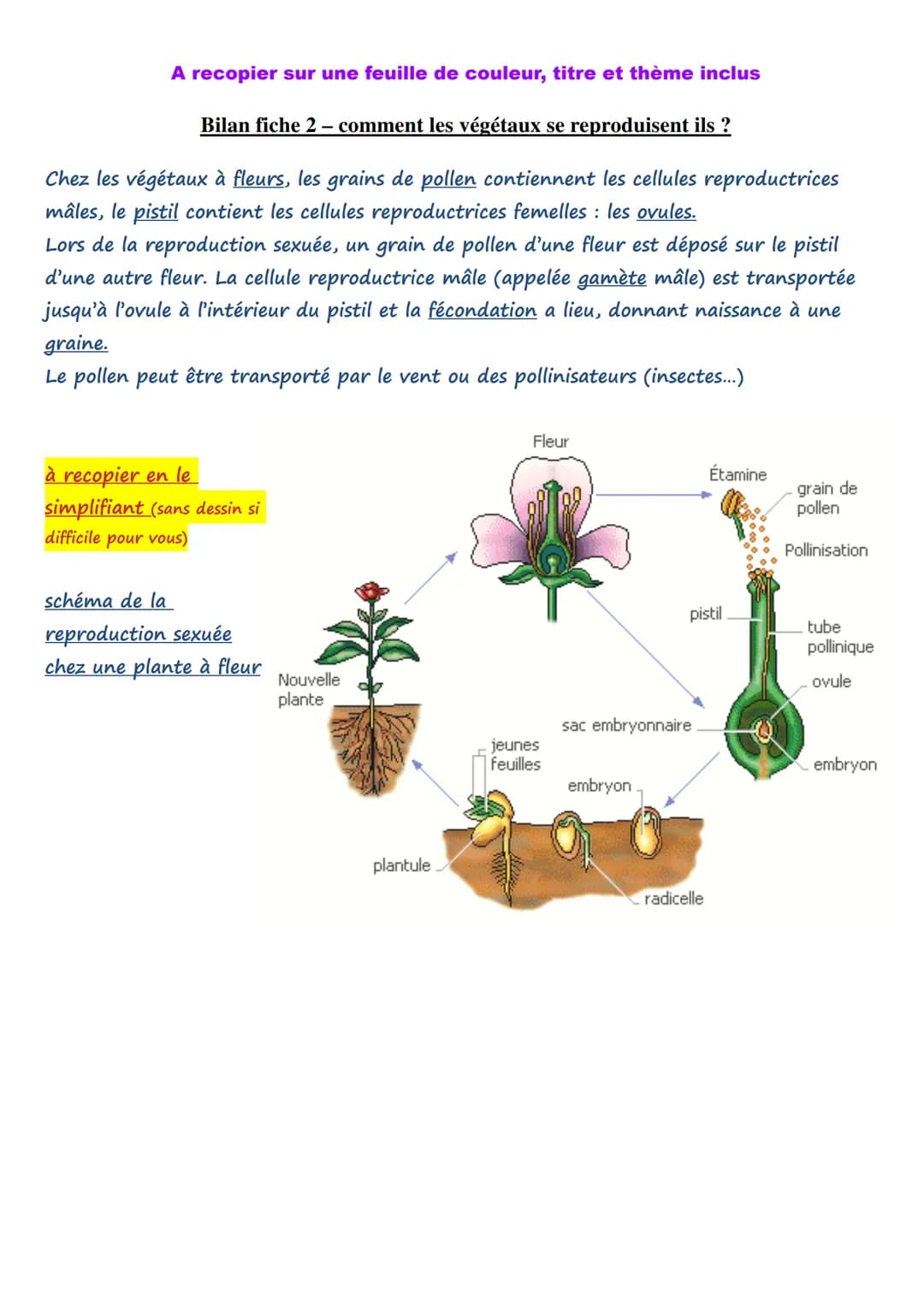 A recopier sur une feuille de couleur, titre et thème inclus
Bilan fiche 2- comment les végétaux se reproduisent ils ?
Chez les végétaux à f