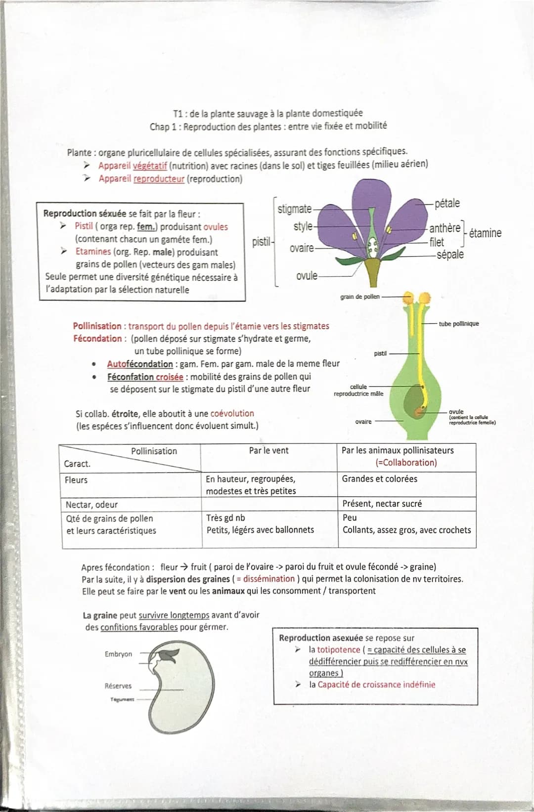 Plante: organe pluricellulaire de cellules spécialisées, assurant des fonctions spécifiques.
➤ Appareil végétatif (nutrition) avec racines (