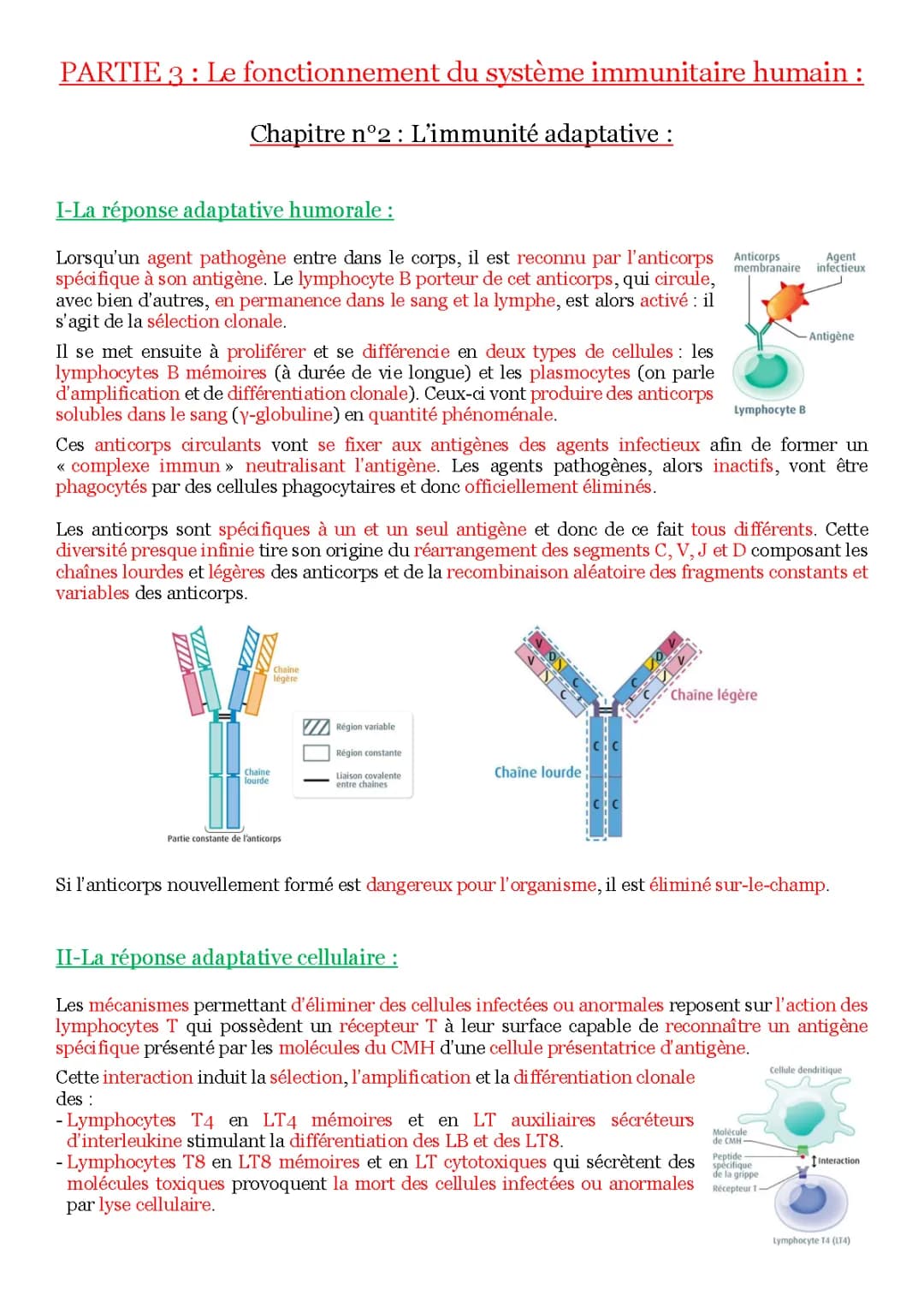 L'immunité adaptative