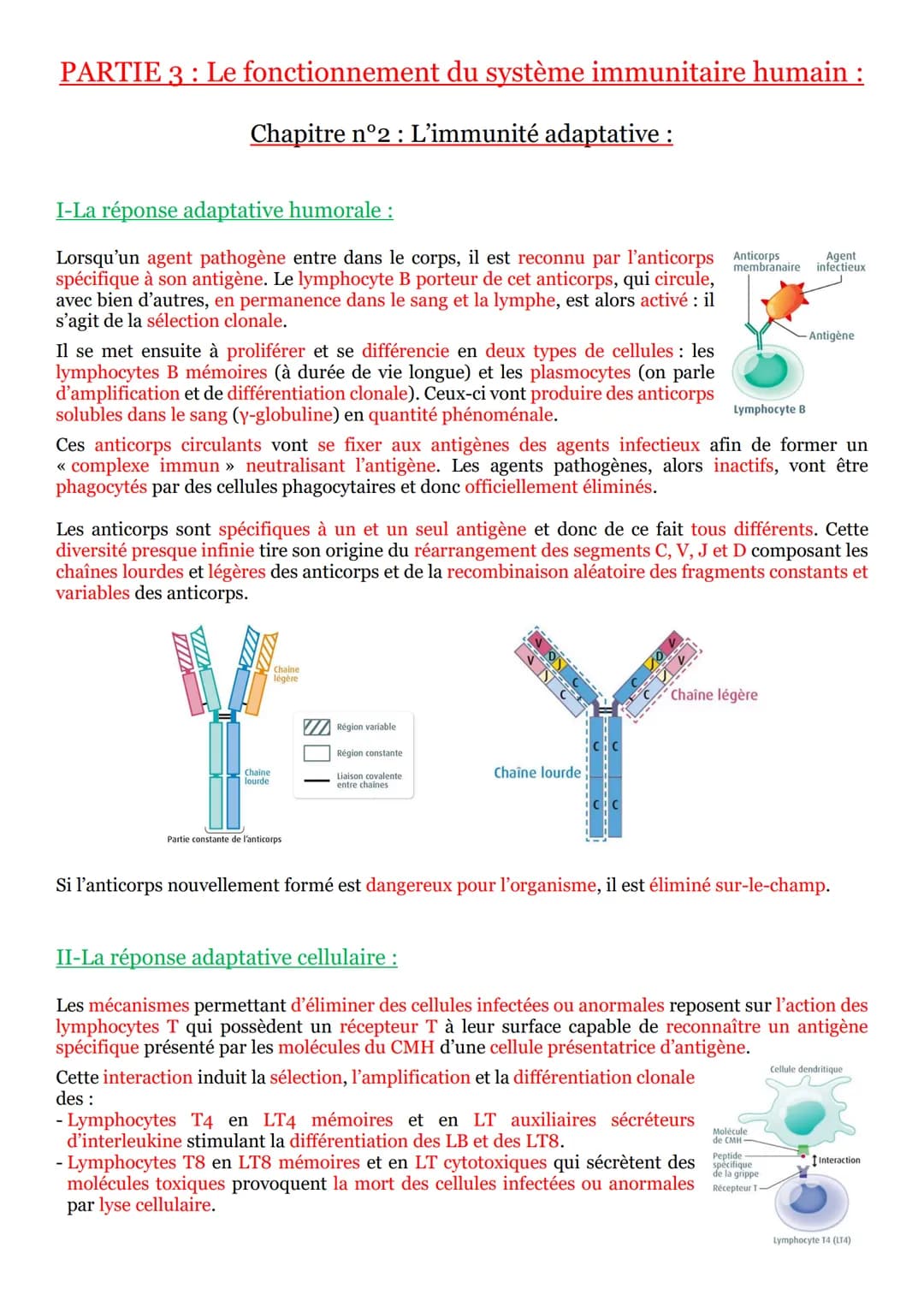 PARTIE 3 Le fonctionnement du système immunitaire humain :
Chapitre n°2 : L’immunité adaptative :
I-La réponse adaptative humorale :
membran