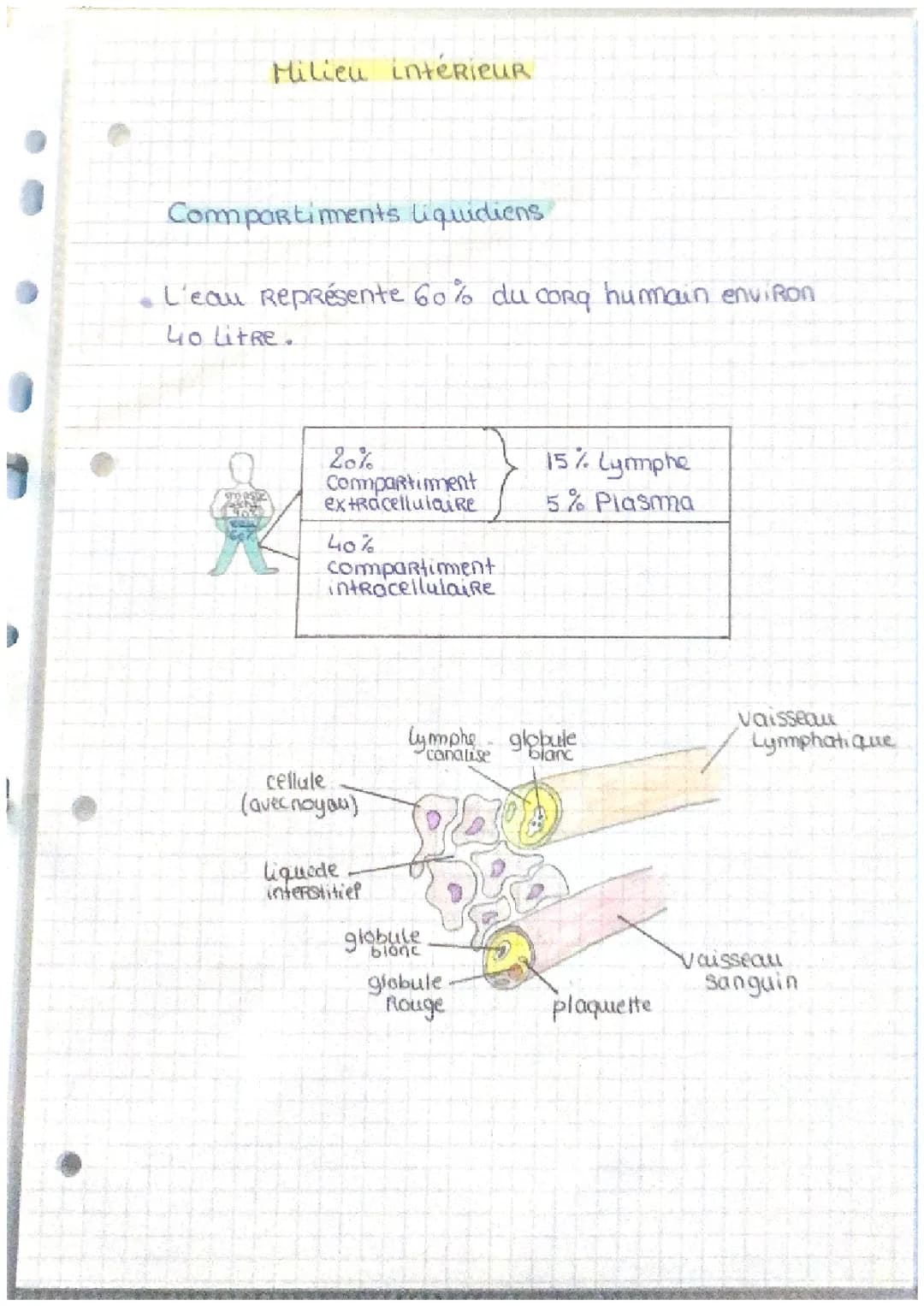Fonctions du rein et compartiments liquidiens