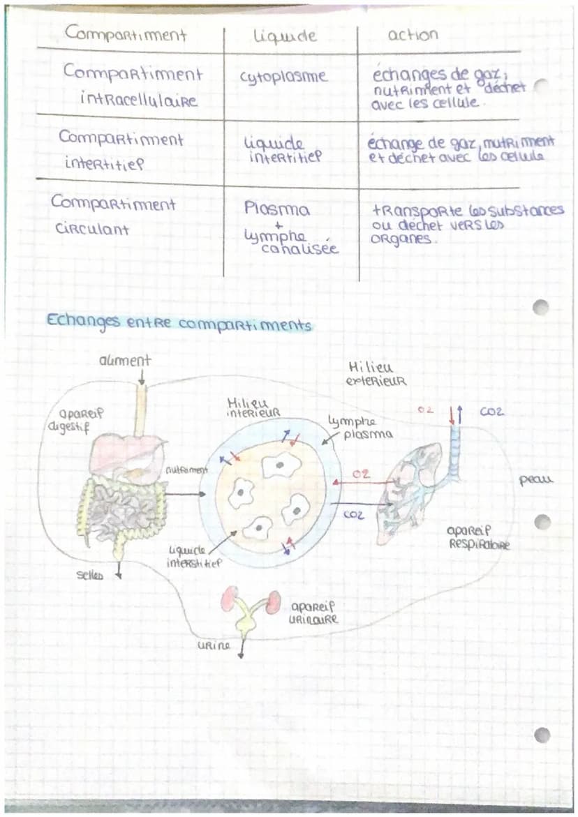 Milieu intérieur
Compartiments liquidiens
L'eau Représente 60% du corq humain environ
40 litre.
20%
Compartiment
extracellulaire
40%
compart