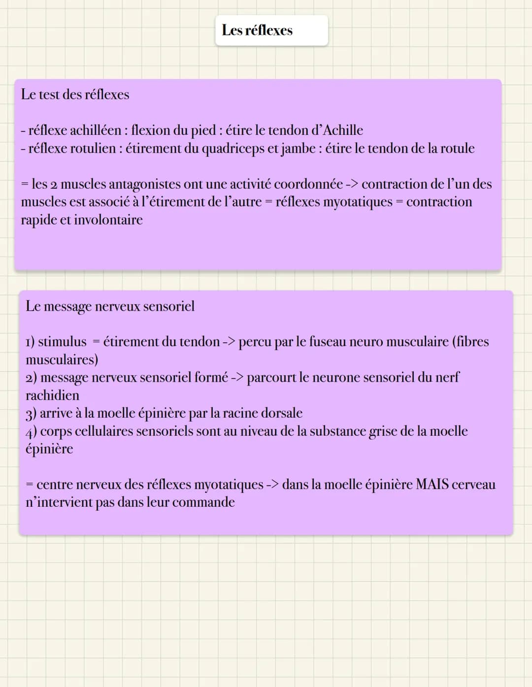 Le test des réflexes
Les réflexes
- réflexe achilléen: flexion du pied : étire le tendon d'Achille
- réflexe rotulien : étirement du quadric