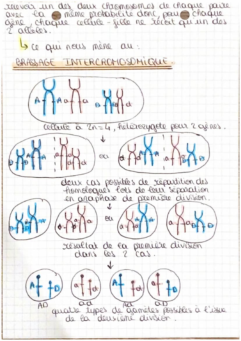 Pour
BAC
Spé SUT
L'origine du genotype des individus.
1 et partie :
x 2 types d'organisme:
2022-
2023
(see product a sexuée)
- unice Elulair