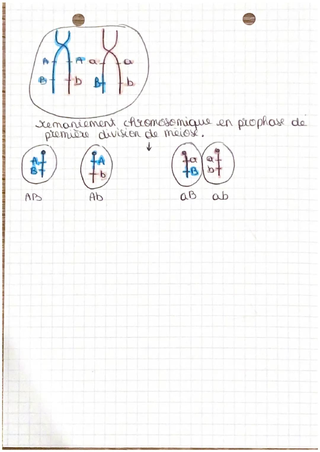 Pour
BAC
Spé SUT
L'origine du genotype des individus.
1 et partie :
x 2 types d'organisme:
2022-
2023
(see product a sexuée)
- unice Elulair