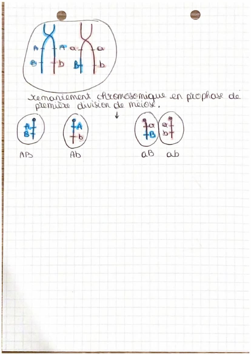 Pour
BAC
Spé SUT
L'origine du genotype des individus.
1 et partie :
x 2 types d'organisme:
2022-
2023
(see product a sexuée)
- unice Elulair