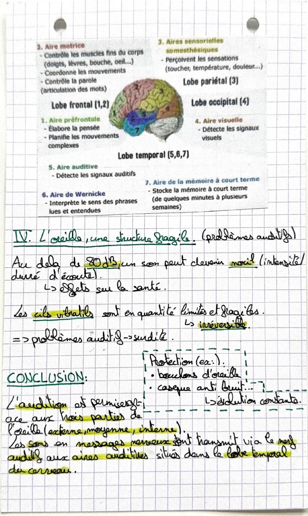 Lu son an
lean.
I. L'oreille, un organe de transformation.
PAVILLON
VESTIBULE
ENGLUME
3 osselets:
ÉTRIER
MARTEAU
NERF AUDITIF
TYMPAN
TROMPE 