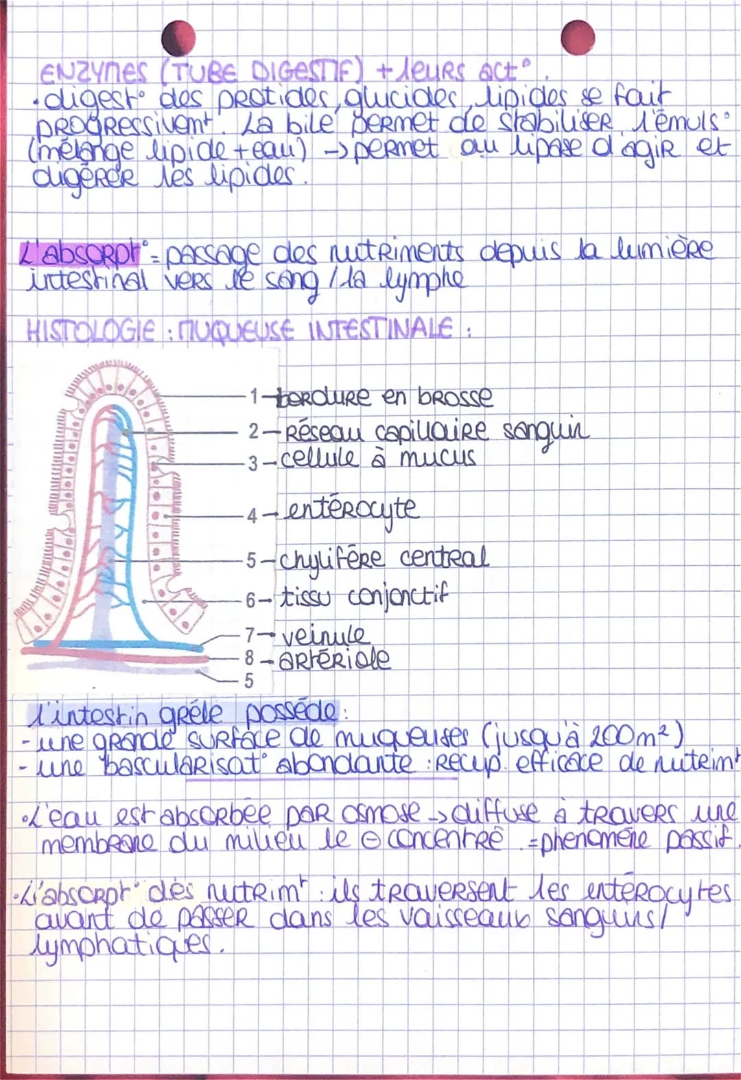 BPH
La digest est l'ensemble des phenomenes
laboutissant a la simplificat des
aliments en nutriments.
THEME 3
Chap 3.4
PHÉNOMÈNES MECANIQUES