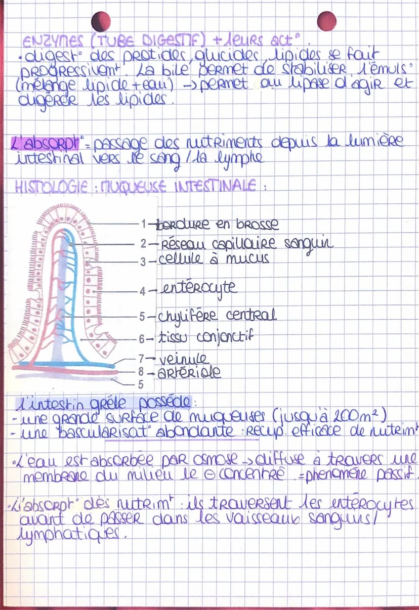 BPH
La digest est l'ensemble des phenomenes
laboutissant a la simplificat des
aliments en nutriments.
THEME 3
Chap 3.4
PHÉNOMÈNES MECANIQUES