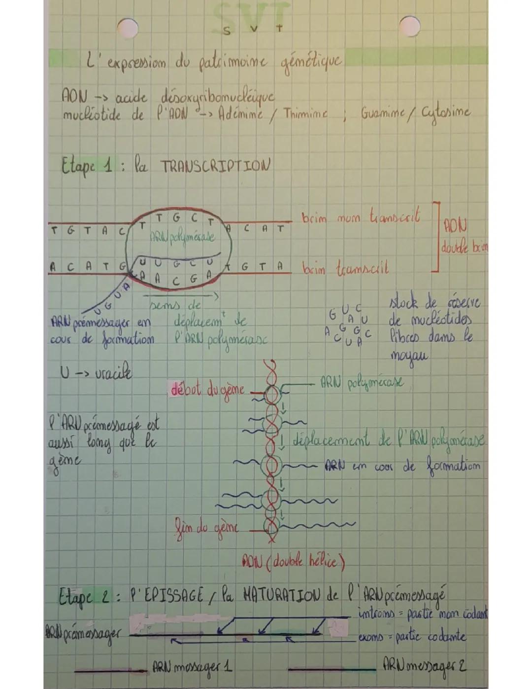 L'expression du patrimoine génétique 