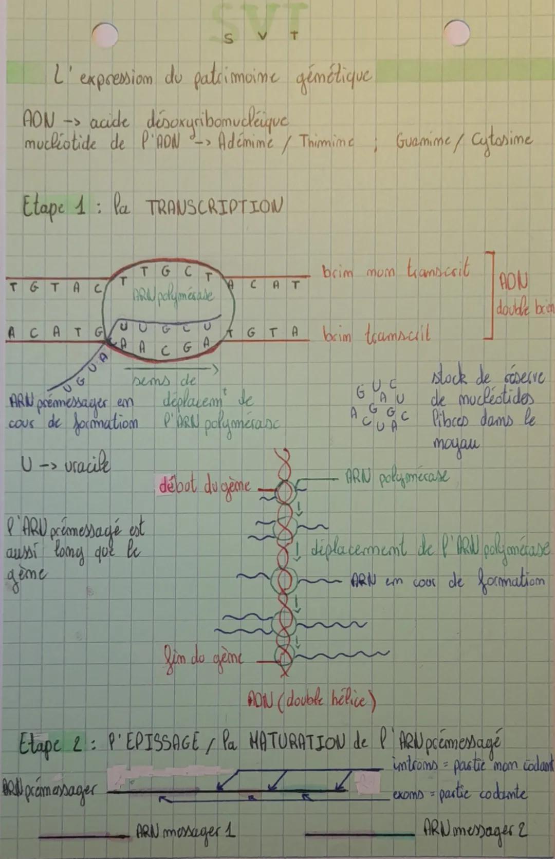 し
expression.
SVT
du patrimoine gémétique!
AON -> acide desoxyribonucleique
mucleotide de l'ADN -> Adémime / Thimime
Etape 1: la TRANSCRIPTI
