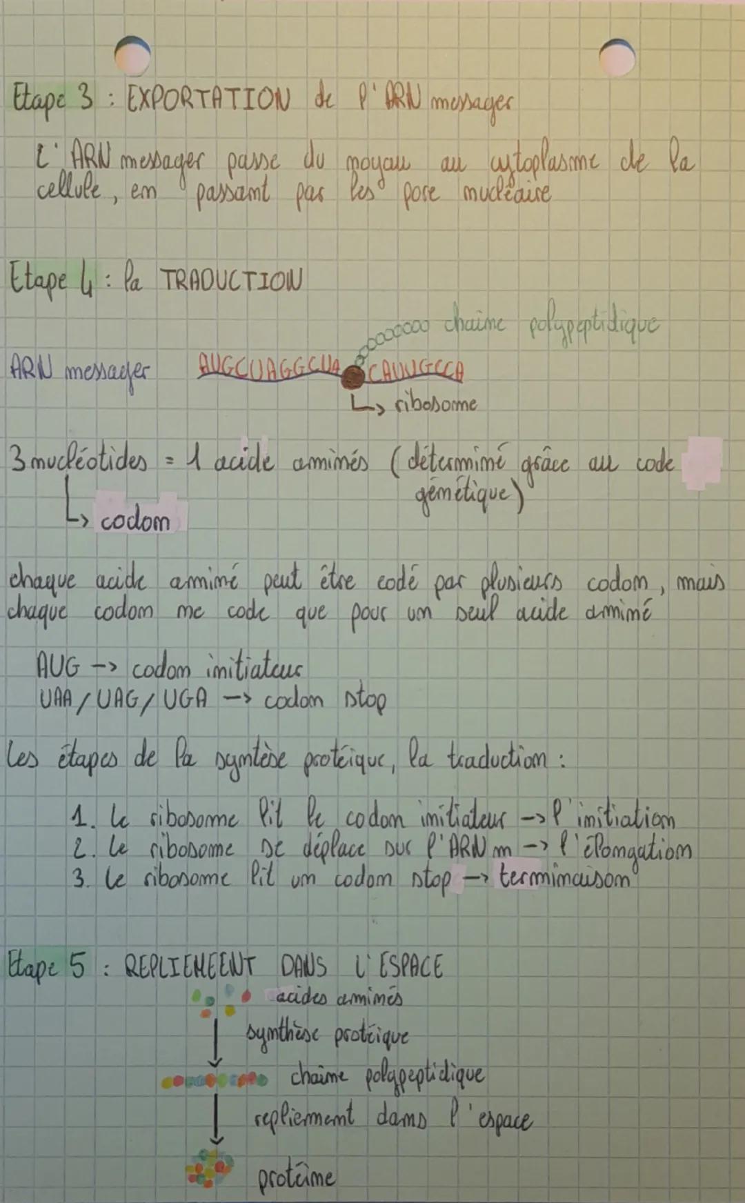 し
expression.
SVT
du patrimoine gémétique!
AON -> acide desoxyribonucleique
mucleotide de l'ADN -> Adémime / Thimime
Etape 1: la TRANSCRIPTI