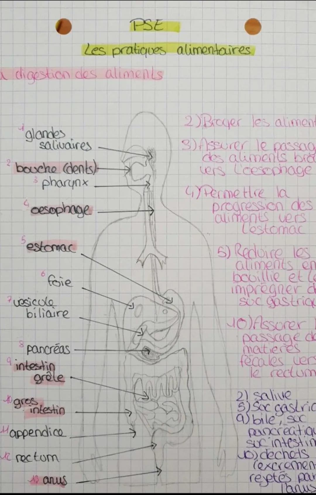 Module A7 : Les pratiques alimentaires et la digestion - PSE Bac Pro, PDF et exercices corrigés