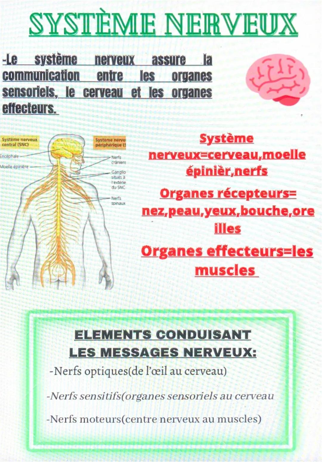 Le système nerveux en 4ème : Cours, exercices, et fiches de révision PDF