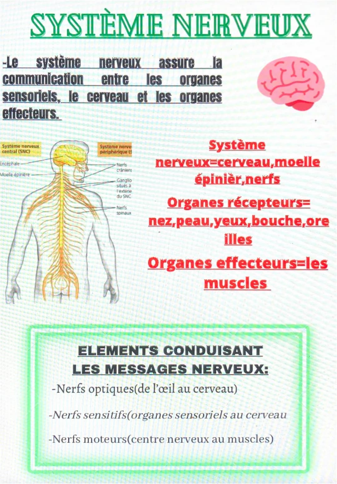 SYSTÈME NERVEUX
Le système nerveux assure Ja
communication entre les organes
sensoriels, le cerveau et les organes
effecteurs.
Systeme nerve