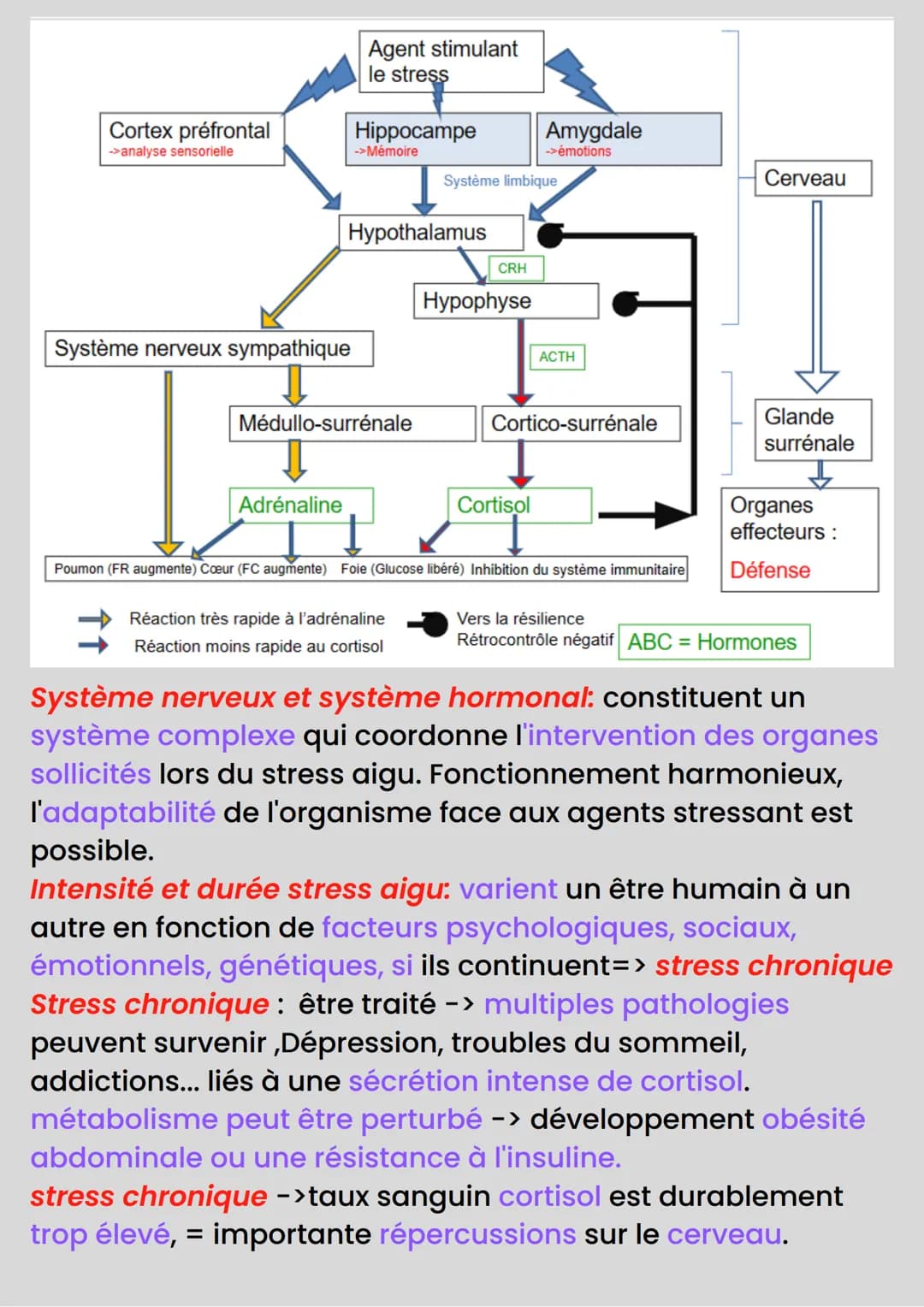 STRESS
Stress -> mobilise le système nerveux et hormonal de
plusieurs organes -> réponse adaptative de l'organisme au
milieu environnant.
Fa
