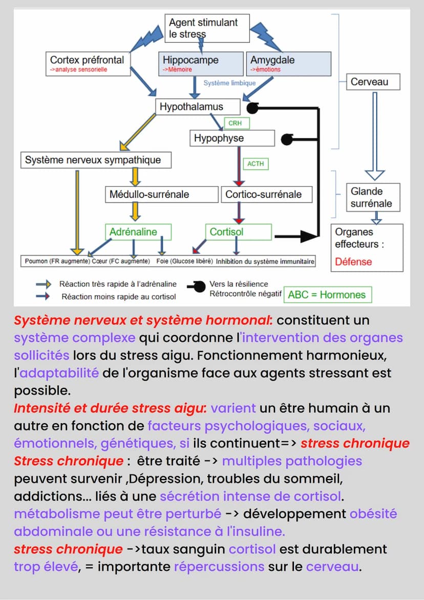 STRESS
Stress -> mobilise le système nerveux et hormonal de
plusieurs organes -> réponse adaptative de l'organisme au
milieu environnant.
Fa