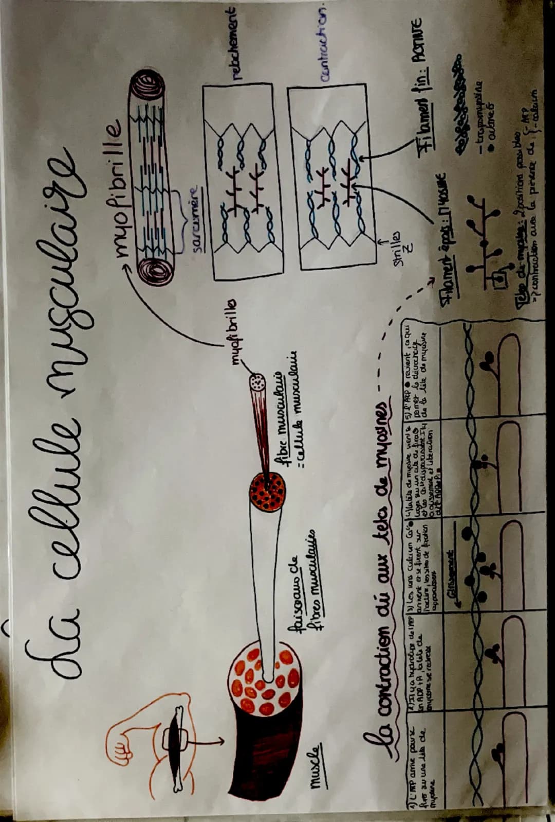 muscle
ба
da cellule musculaire
myofibrille
myofibrille
faisceaus de
fibres musculares
fibre musculau
= cellule musculare
sarcomere
la contr