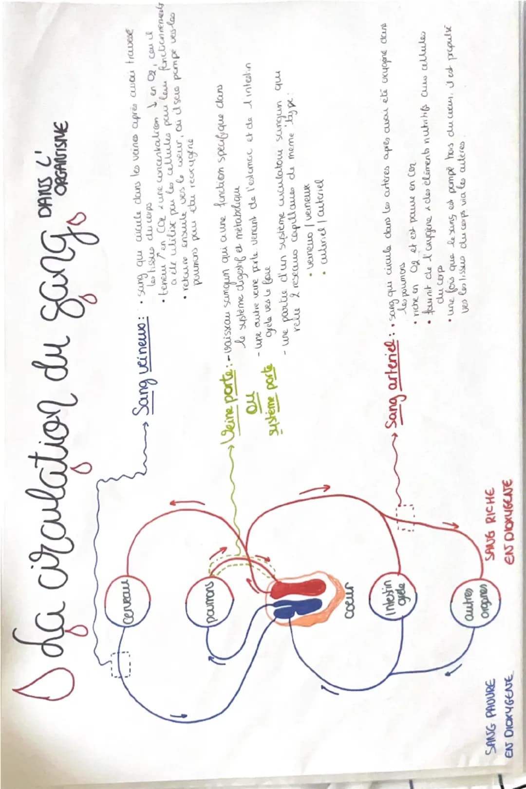 muscle
ба
da cellule musculaire
myofibrille
myofibrille
faisceaus de
fibres musculares
fibre musculau
= cellule musculare
sarcomere
la contr