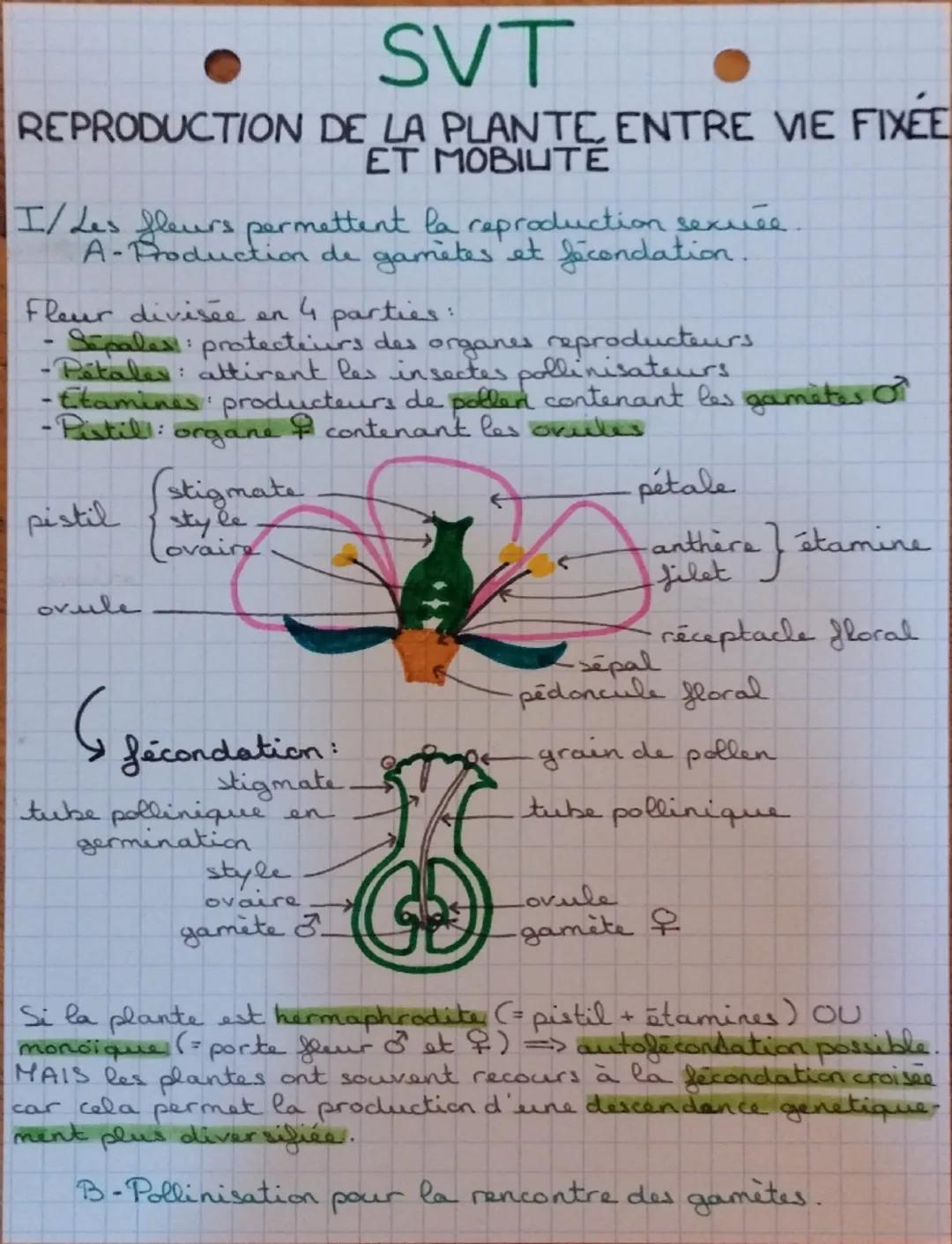 # SVT

REPRODUCTION DE LA PLANTE, ENTRE VIE FIXÉE
ET MOBIUTE

I/ Les fleurs permettent la reproduction sexuée.
A-Production de gametes et fé