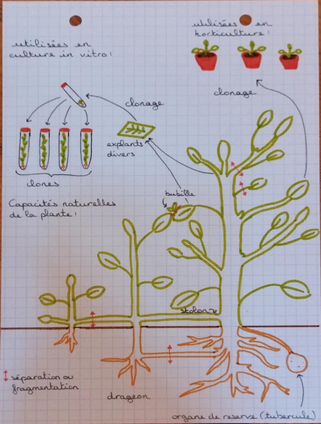 # SVT

REPRODUCTION DE LA PLANTE, ENTRE VIE FIXÉE
ET MOBIUTE

I/ Les fleurs permettent la reproduction sexuée.
A-Production de gametes et fé