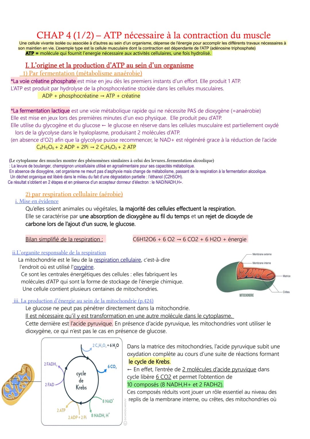 CHAP 4 (1/2) - ATP nécessaire à la contraction du muscle
Une cellule vivante isolée ou associée à d'autres au sein d'un organisme, dépense d