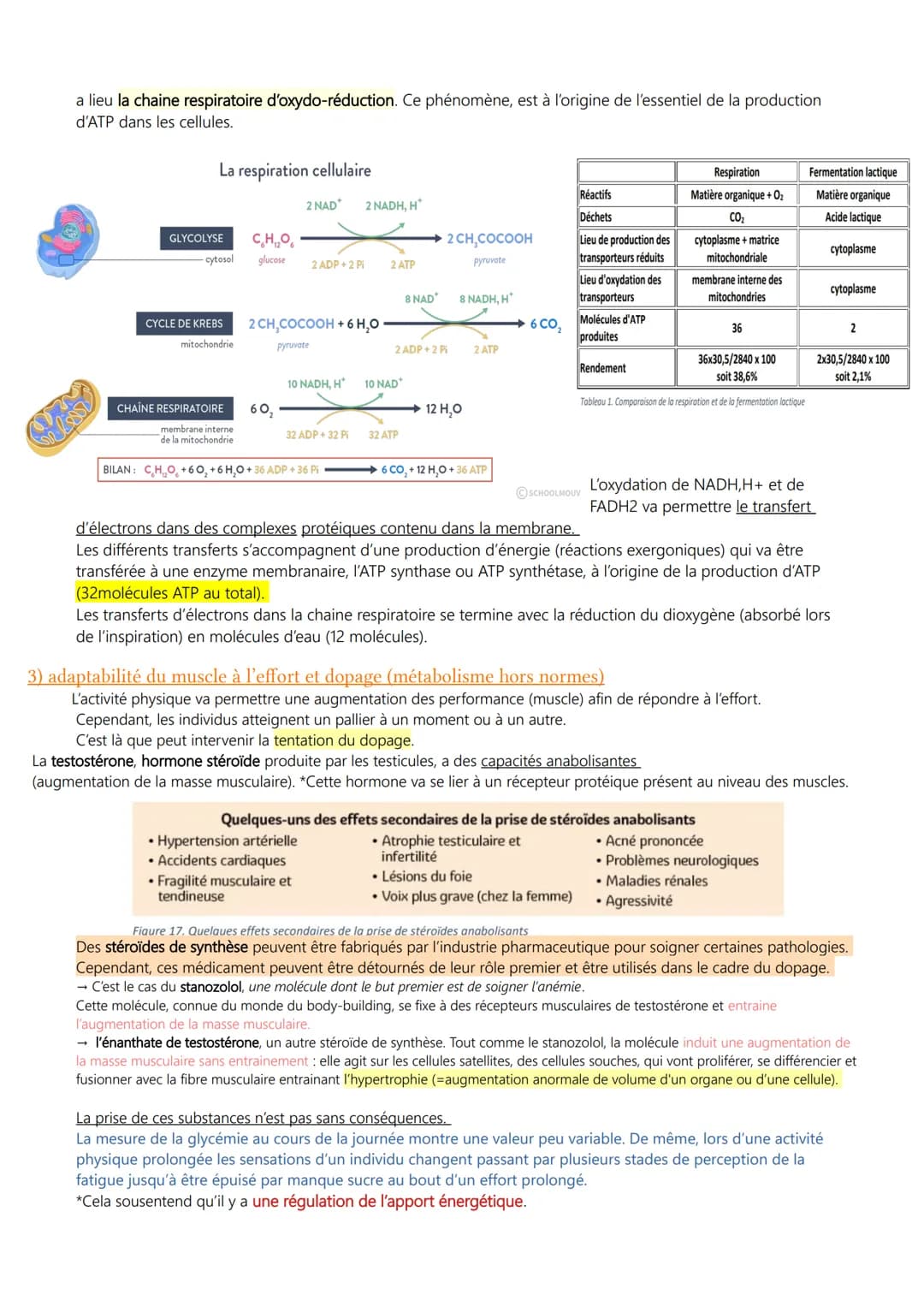CHAP 4 (1/2) - ATP nécessaire à la contraction du muscle
Une cellule vivante isolée ou associée à d'autres au sein d'un organisme, dépense d