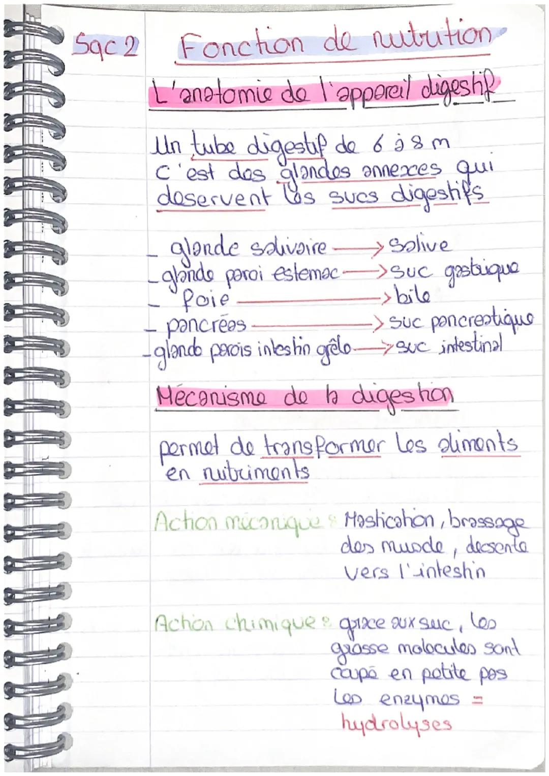 Sqc2 Fonction de nutrition

L'anatomie de l'appareil digestif

Un tube digestif de 6 à 8 m
C'est des glandes annexes qui
deservent les sucs 
