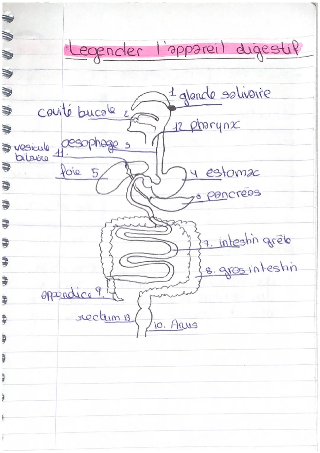 Sqc2 Fonction de nutrition

L'anatomie de l'appareil digestif

Un tube digestif de 6 à 8 m
C'est des glandes annexes qui
deservent les sucs 