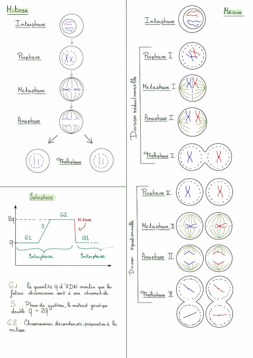 -Rappels genetique
Meiose Ensemble de deux divisions permettant la séparation des chromosomes.
de chaque paire lors de la formation des gamè