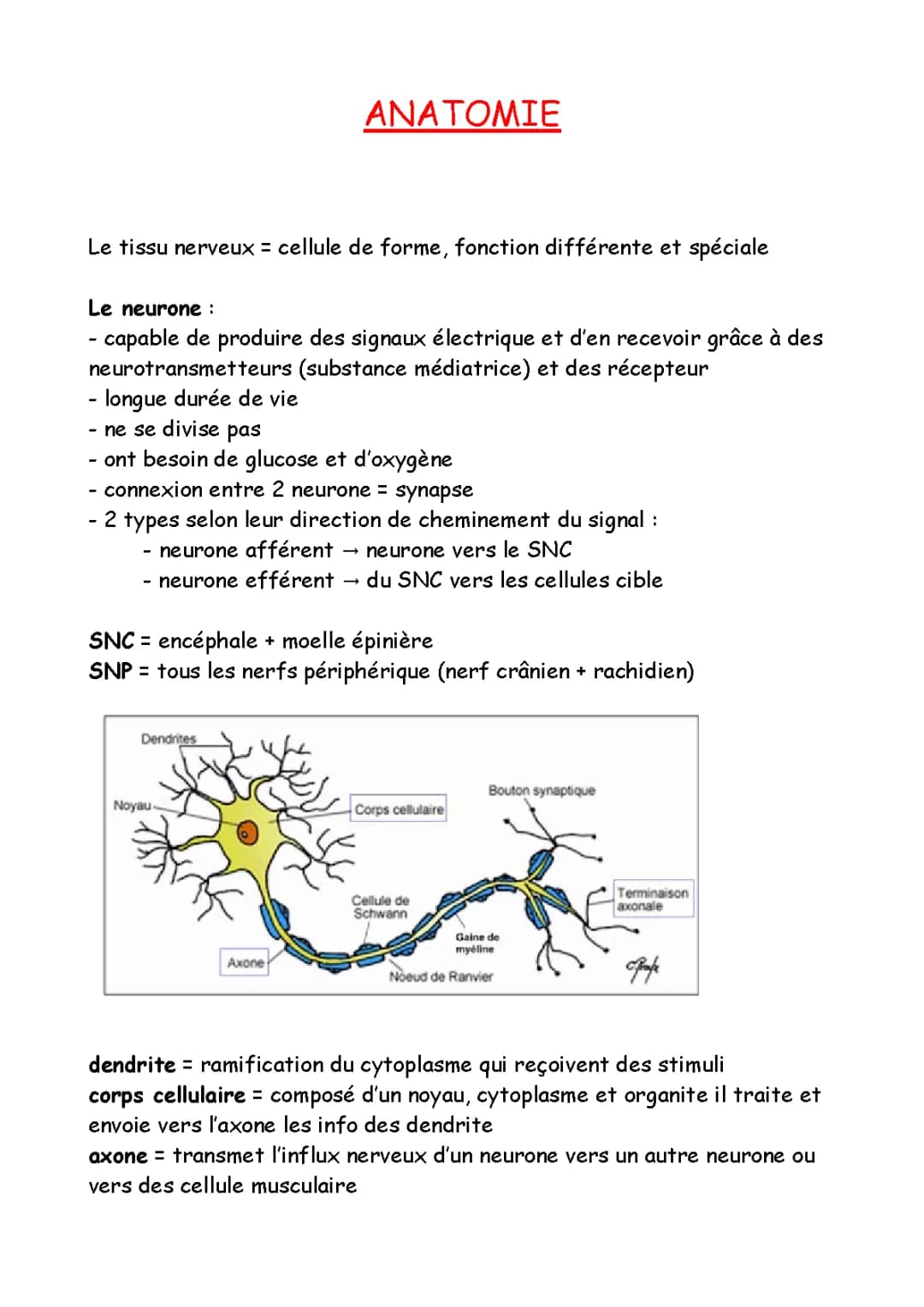 Tout sur le Tissu Nerveux : Schémas, Résumés et Neurotransmetteurs