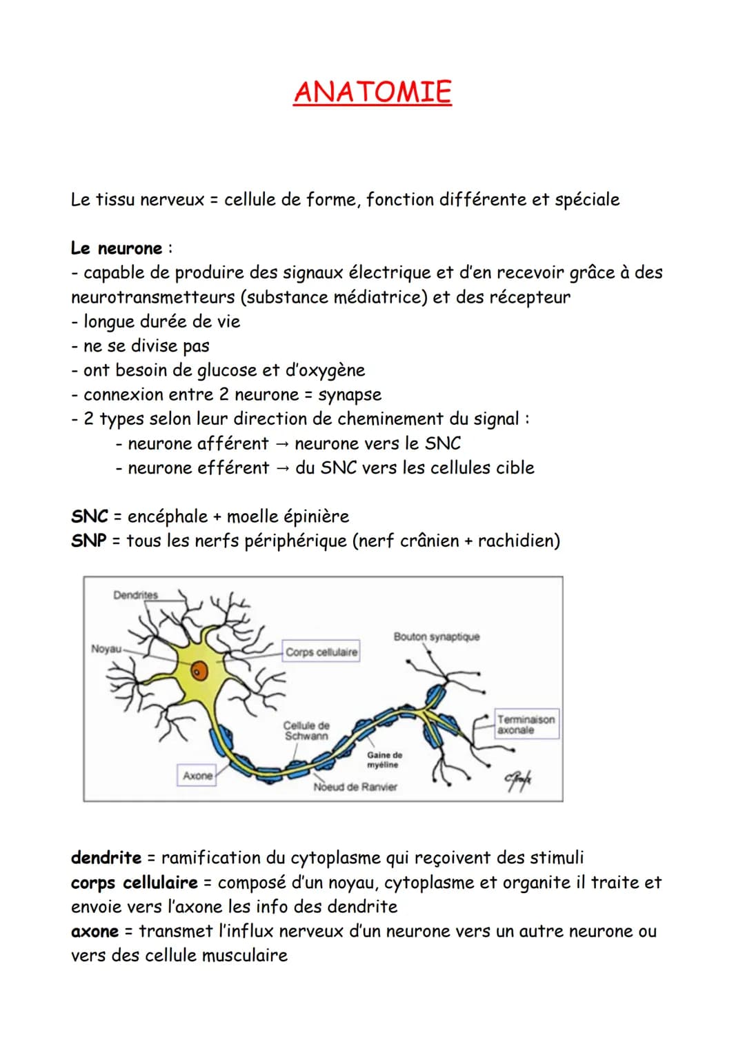 Le tissu nerveux = cellule de forme, fonction différente et spéciale
Le neurone :
- capable de produire des signaux électrique et d'en recev