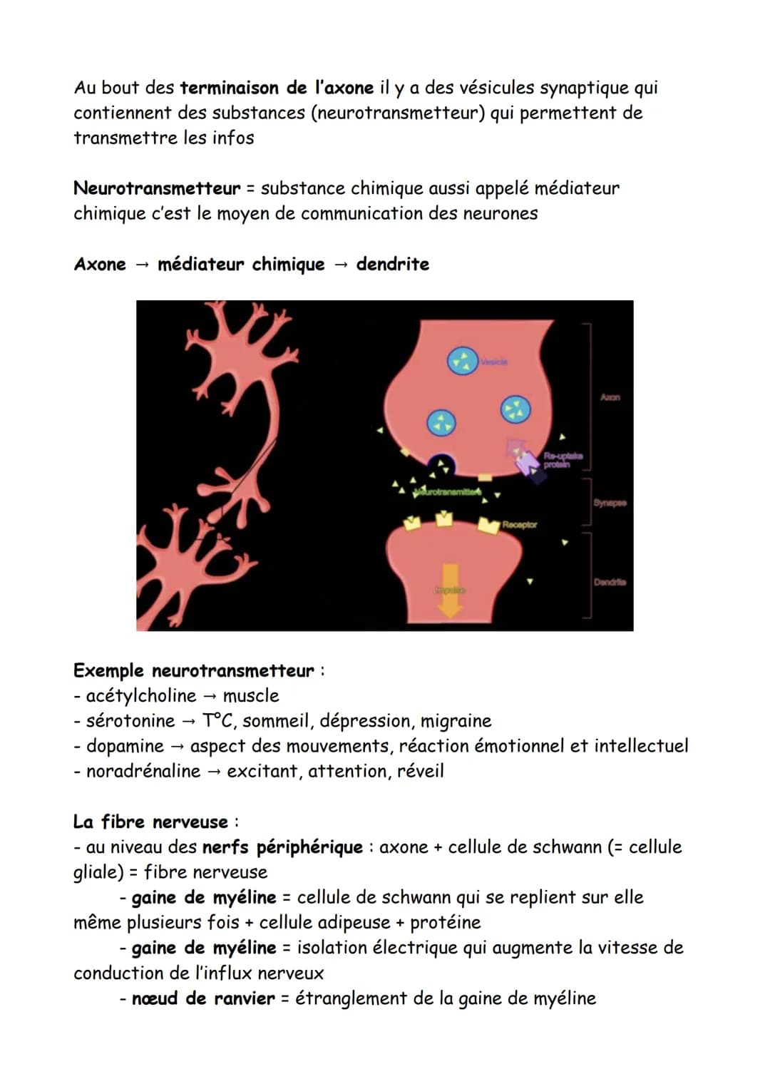 Le tissu nerveux = cellule de forme, fonction différente et spéciale
Le neurone :
- capable de produire des signaux électrique et d'en recev