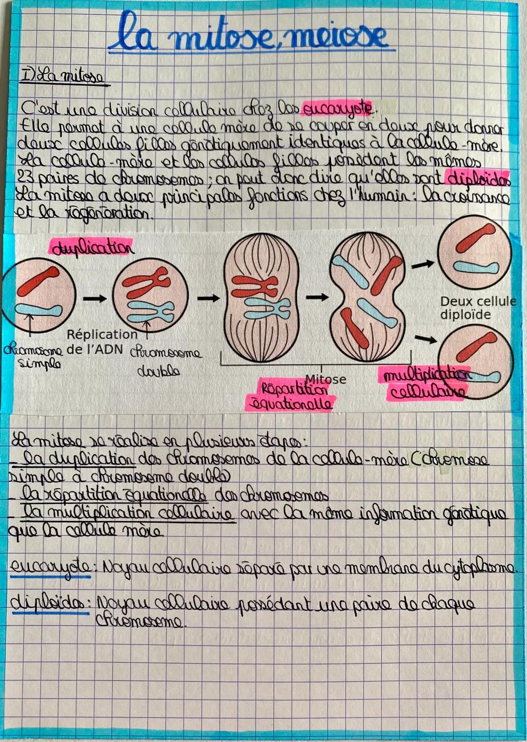 Mitose et Méiose : Les 4 phases faciles à comprendre avec schémas