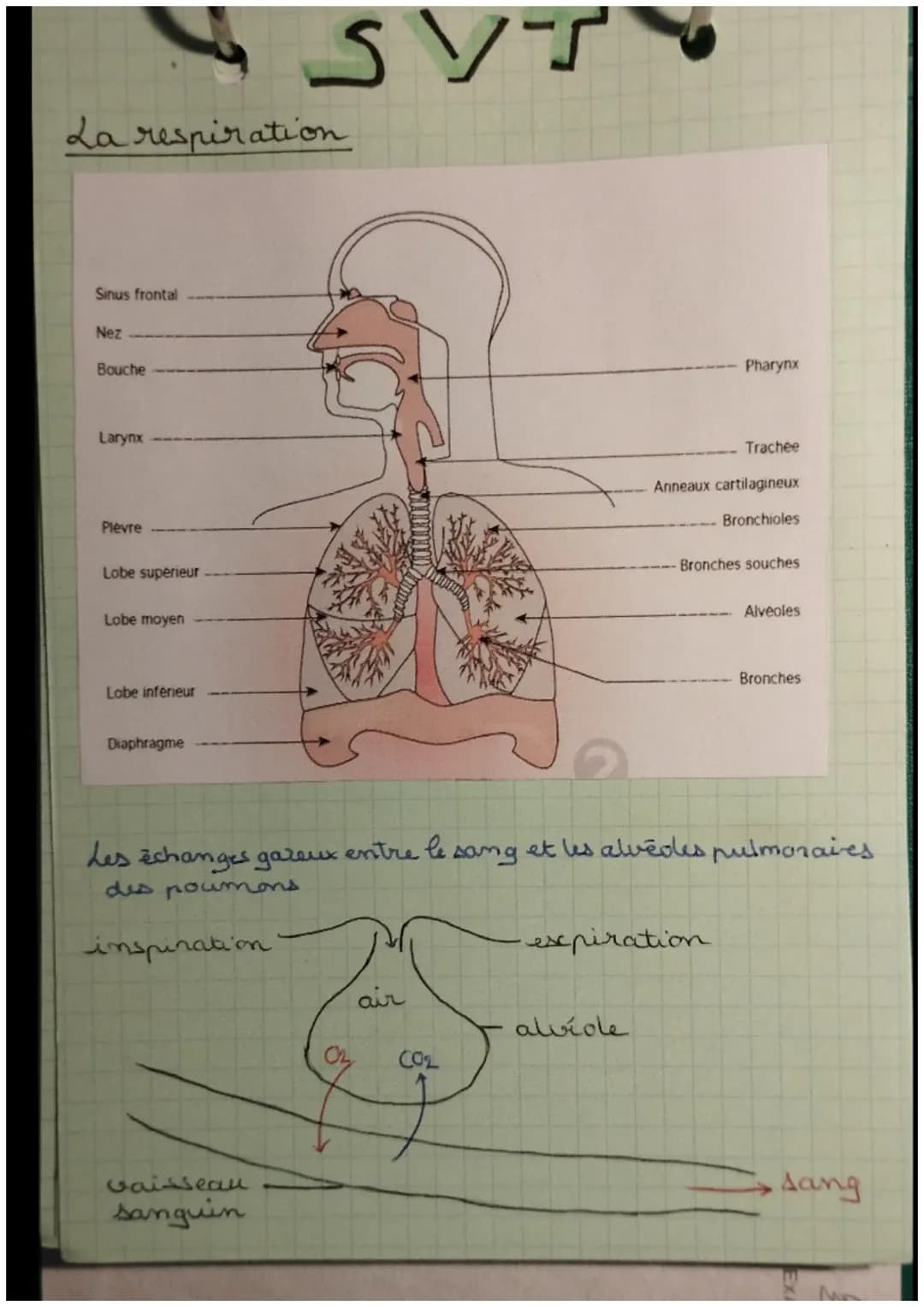 La respiration
Sinus frontal
Nez
Bouche
Larynx
Plevre
Lobe superieur
Lobe moyen
Lobe inferieur
Diaphragme
SYTY
vaisseau
sanguin
air
COL
Phar