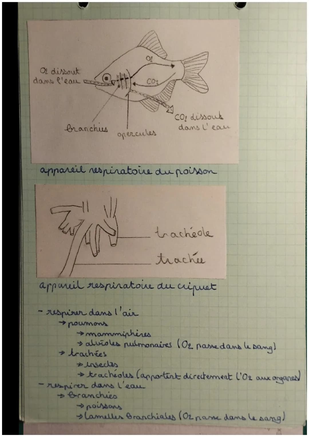 La respiration
Sinus frontal
Nez
Bouche
Larynx
Plevre
Lobe superieur
Lobe moyen
Lobe inferieur
Diaphragme
SYTY
vaisseau
sanguin
air
COL
Phar