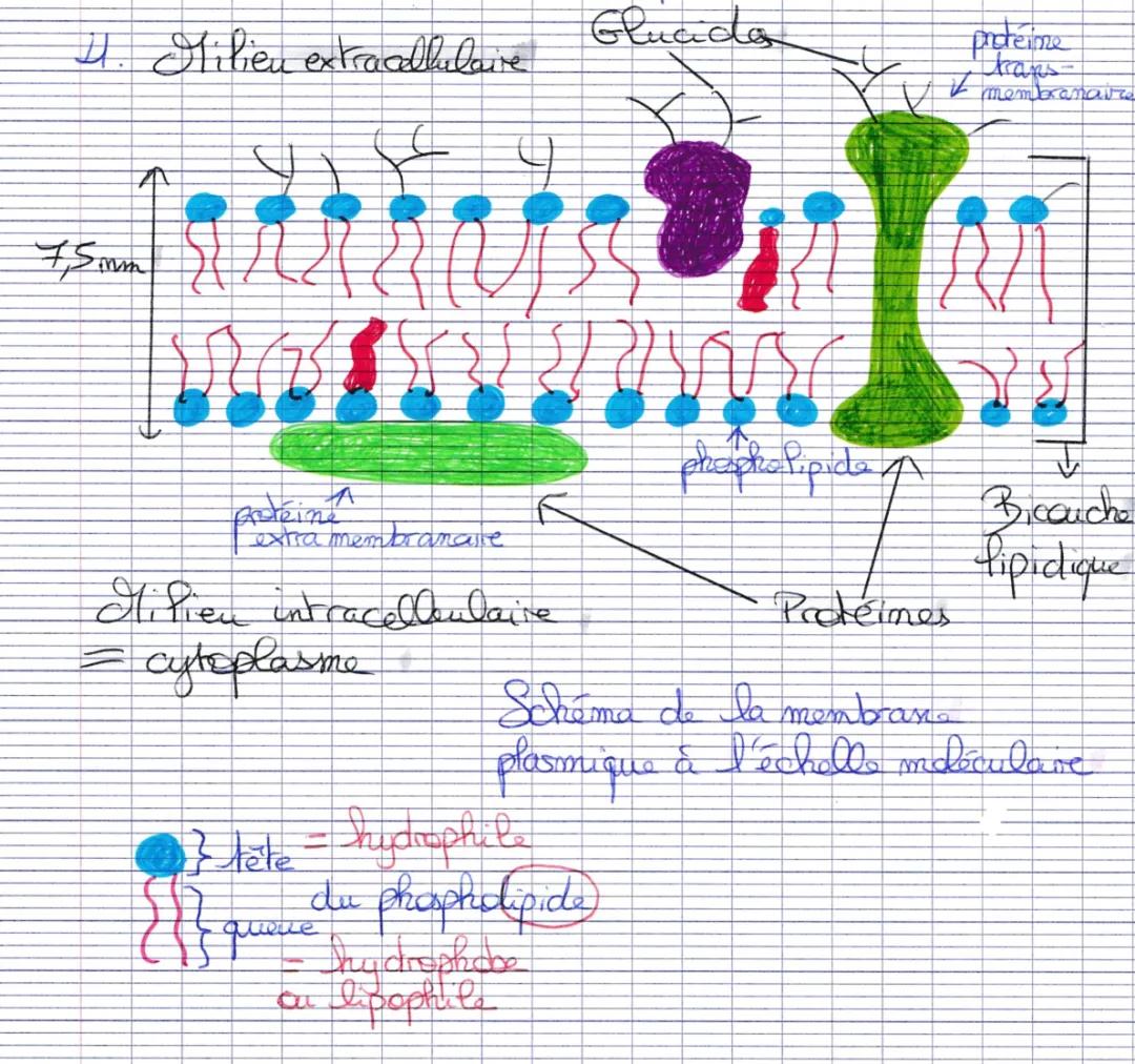 Schéma de la membrane plasmique 