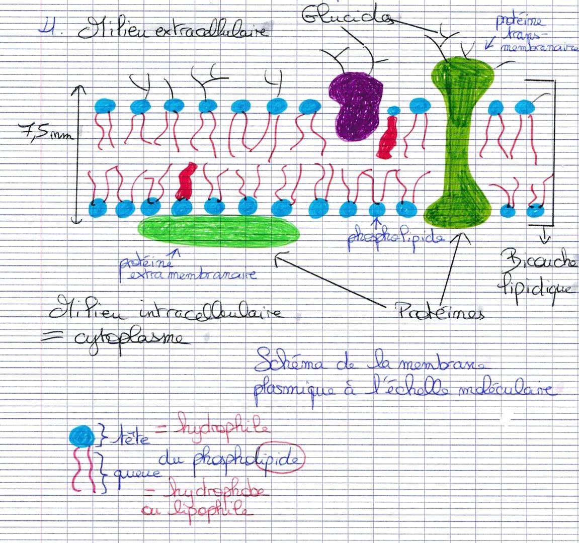 4. Milieu extracellulaire
7,5mm
www
extra membranare
Hi fien intracellulaire
= cytoplasme
A
{}}
Querie
} tele hydrophile
du phospholipide
Gl