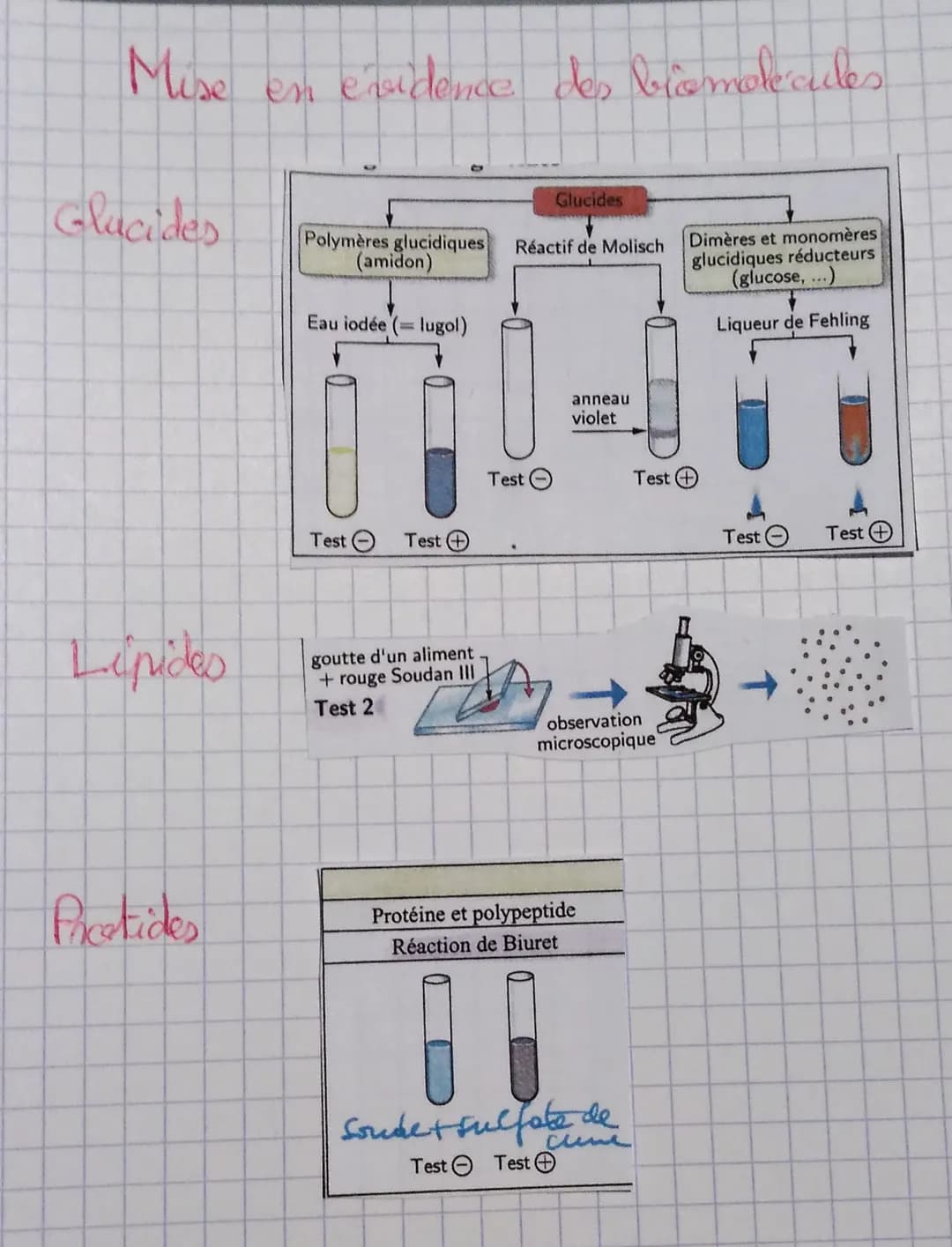 Mise
Glucides
Lipides
Protides
en évidence des biomolécules
Polymères glucidiques
(amidon)
Eau iodée lugol)
Test Ⓒ
Test
goutte d'un aliment
